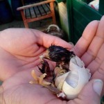 Kippen houden |Kuikens uitbroeden