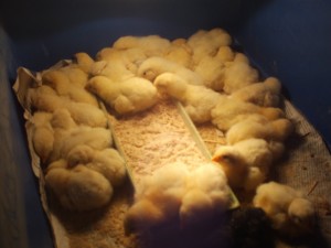 Gedrag en verzorging | kippenhouden