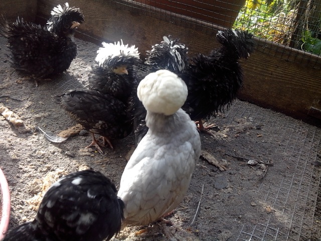 Kwalificatie groet Duiker Kippen houden in je tuin dat betekent verse eieren iedere dag