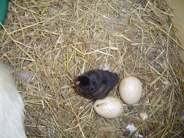 kippen houden in de tuin Kippen houden