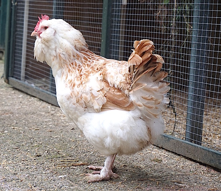 Zelfrespect Klein rand Uiterlijke kenmerken van de kippenras vragen om specifieke verzorging