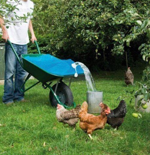 Kwalificatie groet Duiker Kippen houden in je tuin dat betekent verse eieren iedere dag