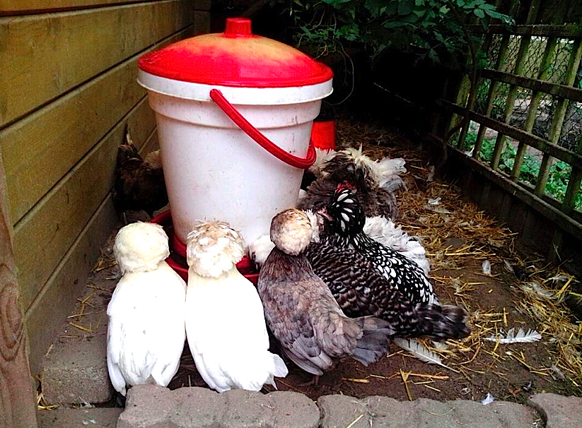 Kippen houden in je tuin dat betekent verse eieren dag