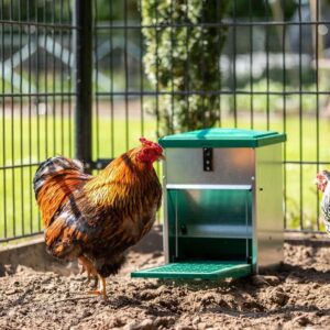 voederautomaat trapbak / kippen houden/ verzorging kippen